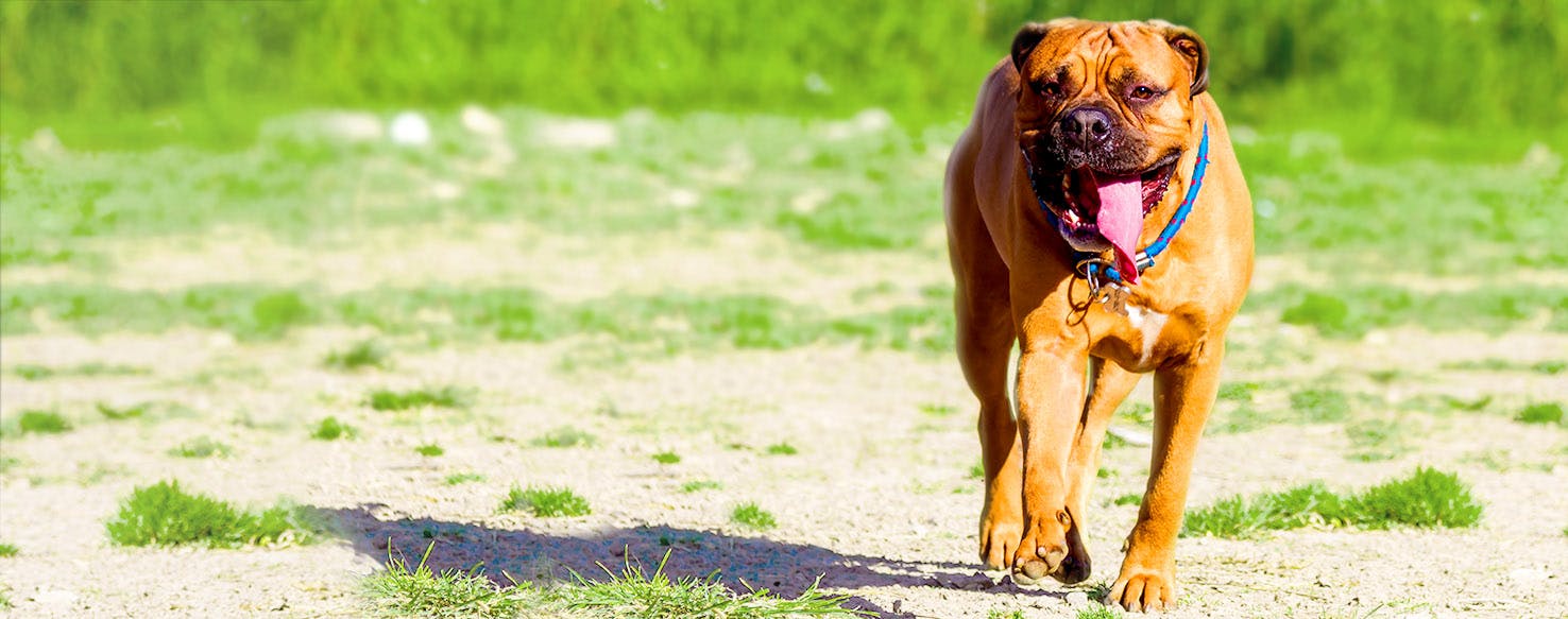 City names store for dogs